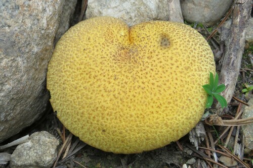 Blue-staining Slippery Jack