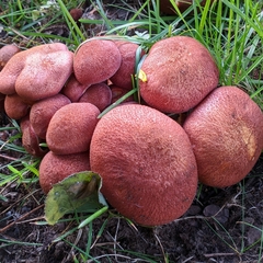 Tricholomopsis rutilans