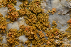 Teloschistales