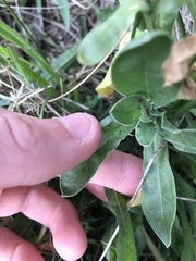 Calendula officinalis