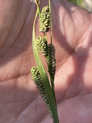 Carex kelloggii