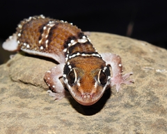 Hemidactylus sahgali