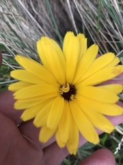 Calendula officinalis