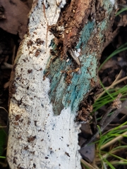 Trichoderma viride
