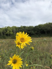 Helianthus maximiliani