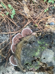 Nigroporus