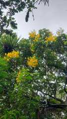 Senna viarum