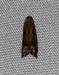 Epiblema abruptana