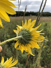 Helianthus maximiliani