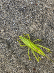 Pyrgocorypha uncinata