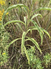 Helianthus maximiliani