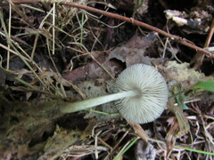 Pluteus