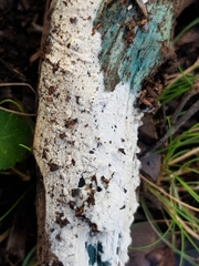 Trichoderma viride
