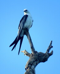 Elanoides forficatus