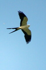 Elanoides forficatus