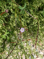 Ipomoea costellata