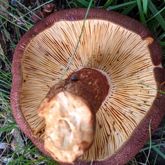 Tricholomopsis rutilans