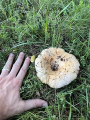 Lactarius psammicola