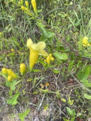 Aureolaria flava