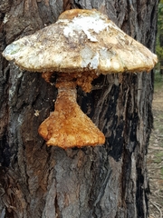 Laetiporus portentosus