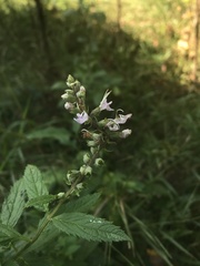Teucrium canadense