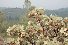 Arctostaphylos viscida mariposa