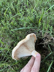 Lactarius psammicola