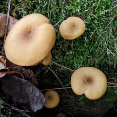 Tricholomopsis decora