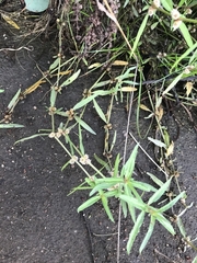 Alternanthera denticulata