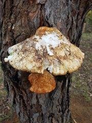 Laetiporus portentosus