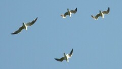 Leucophaeus atricilla