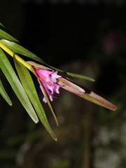 Isochilus chiriquensis