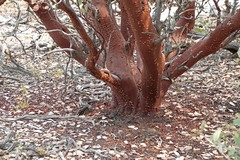 Arctostaphylos viscida mariposa