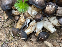 Lyophyllum