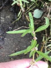 Alternanthera denticulata