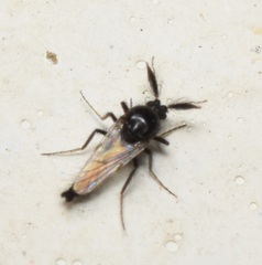 Ceratopogoninae