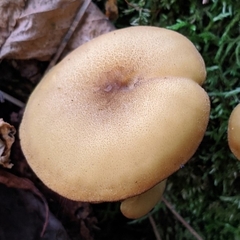 Tricholomopsis decora