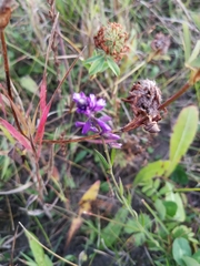 Polygala hybrida