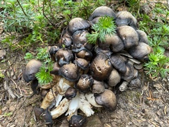 Lyophyllum