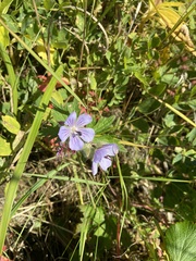 Geranium erianthum