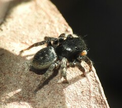 Salticidae