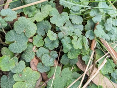 Hydrocotyle laxiflora