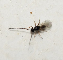 Eucoilinae