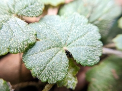 Hydrocotyle laxiflora