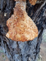 Laetiporus portentosus