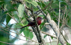 Coryphospingus cucullatus