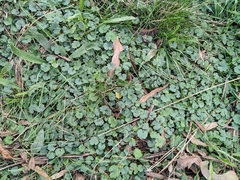 Hydrocotyle laxiflora
