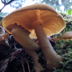 Tricholomopsis decora