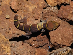 Cyrtodactylus deccanensis