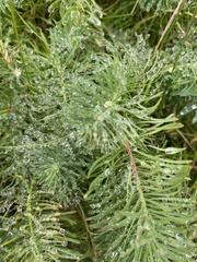 Euphorbia cyparissias